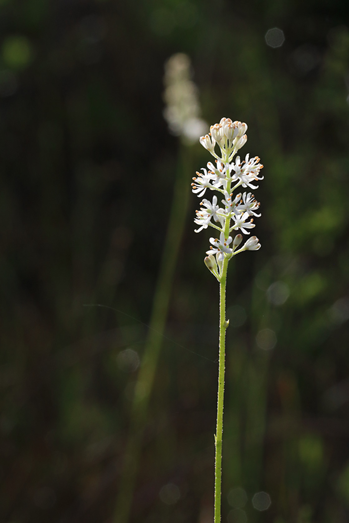 Coastal False Asphodel