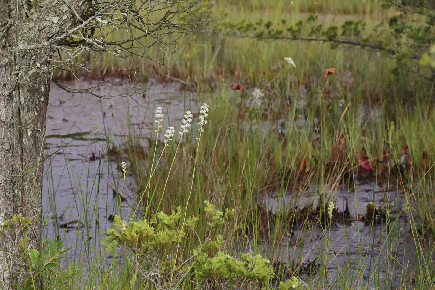 Coastal False Asphodel