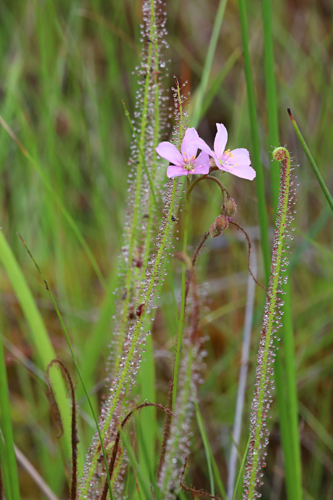 Thread-Leaved Sundew