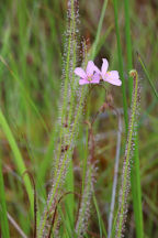 Drosera filiformis