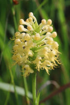 Canby's Hybrid Fringed Orchid