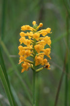 Yellow Fringeless Orchid