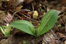 Galearis spectabilis forma variegata