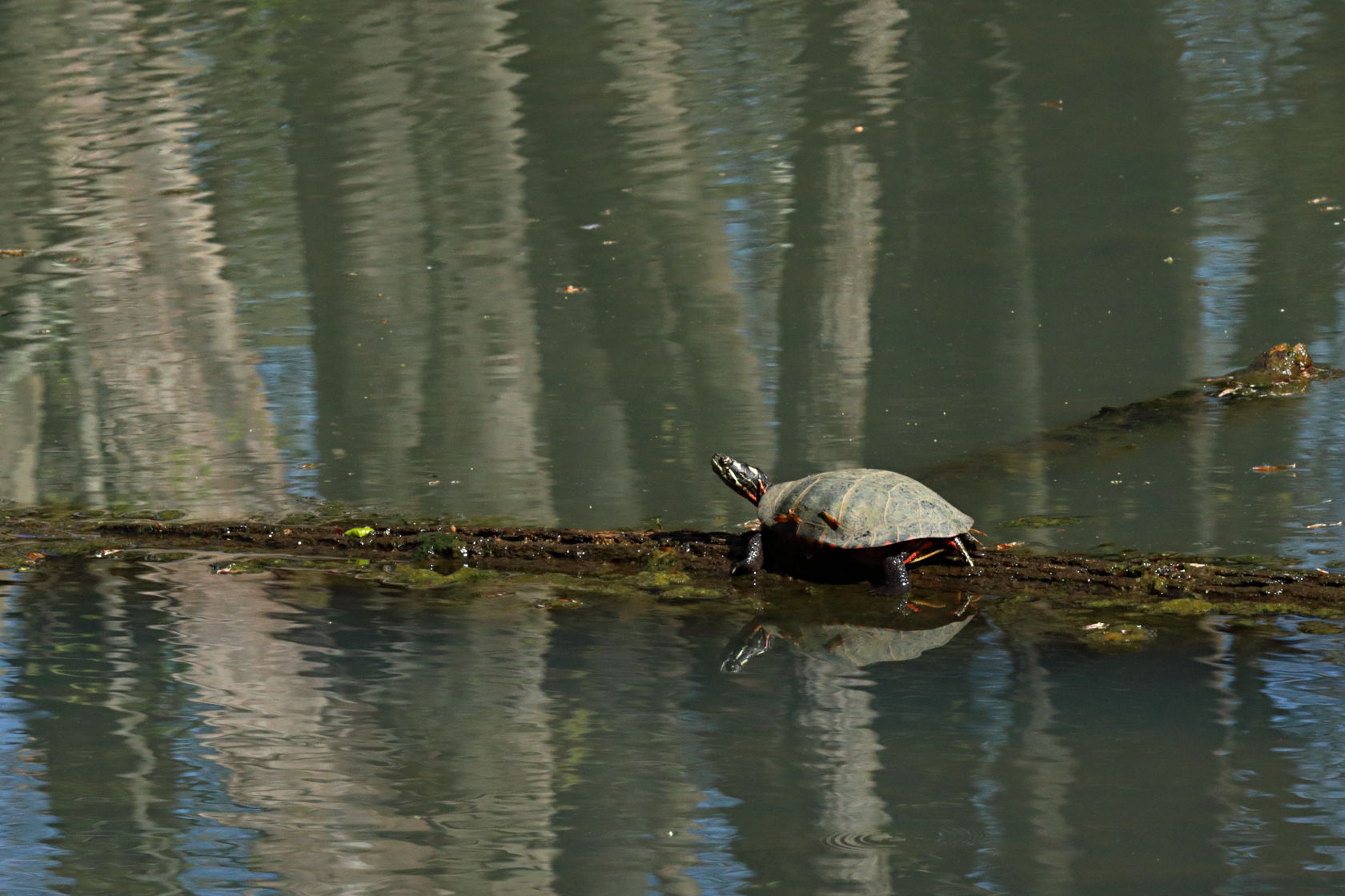 Eastern Painted Turtle