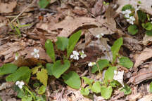 Viola primulifolia
