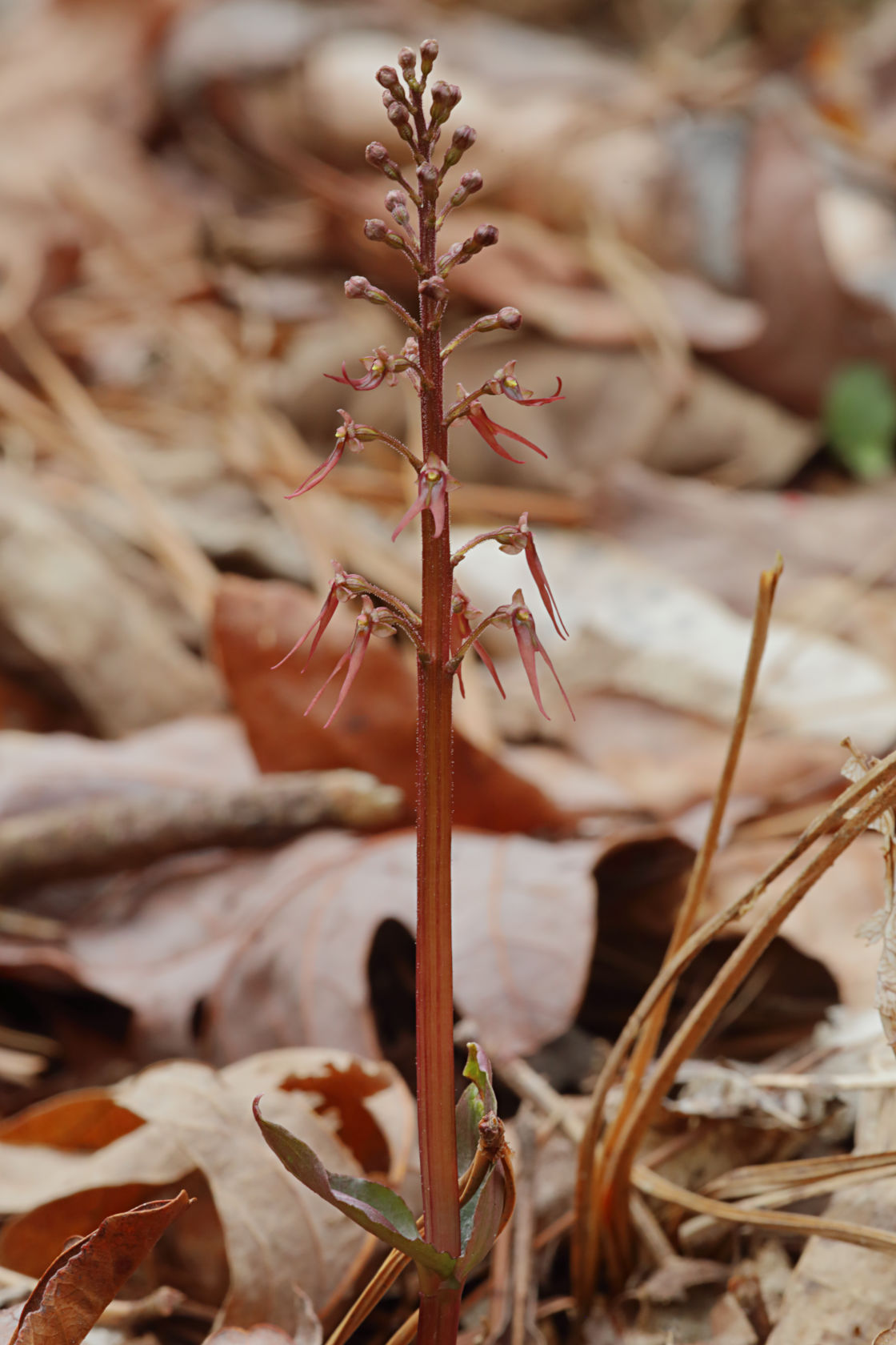 Southern Twayblade