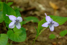 Long-Spurred Violet