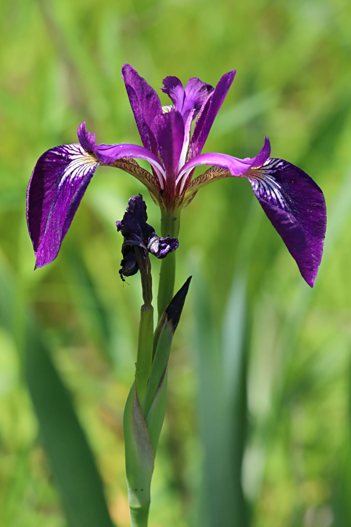 Northern Bue Iris