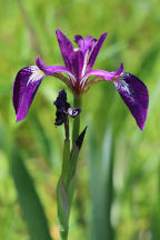 Northern Bue Iris