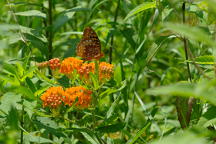 Great Spangled Fritillary Butterfly on Butterfly Milkweed