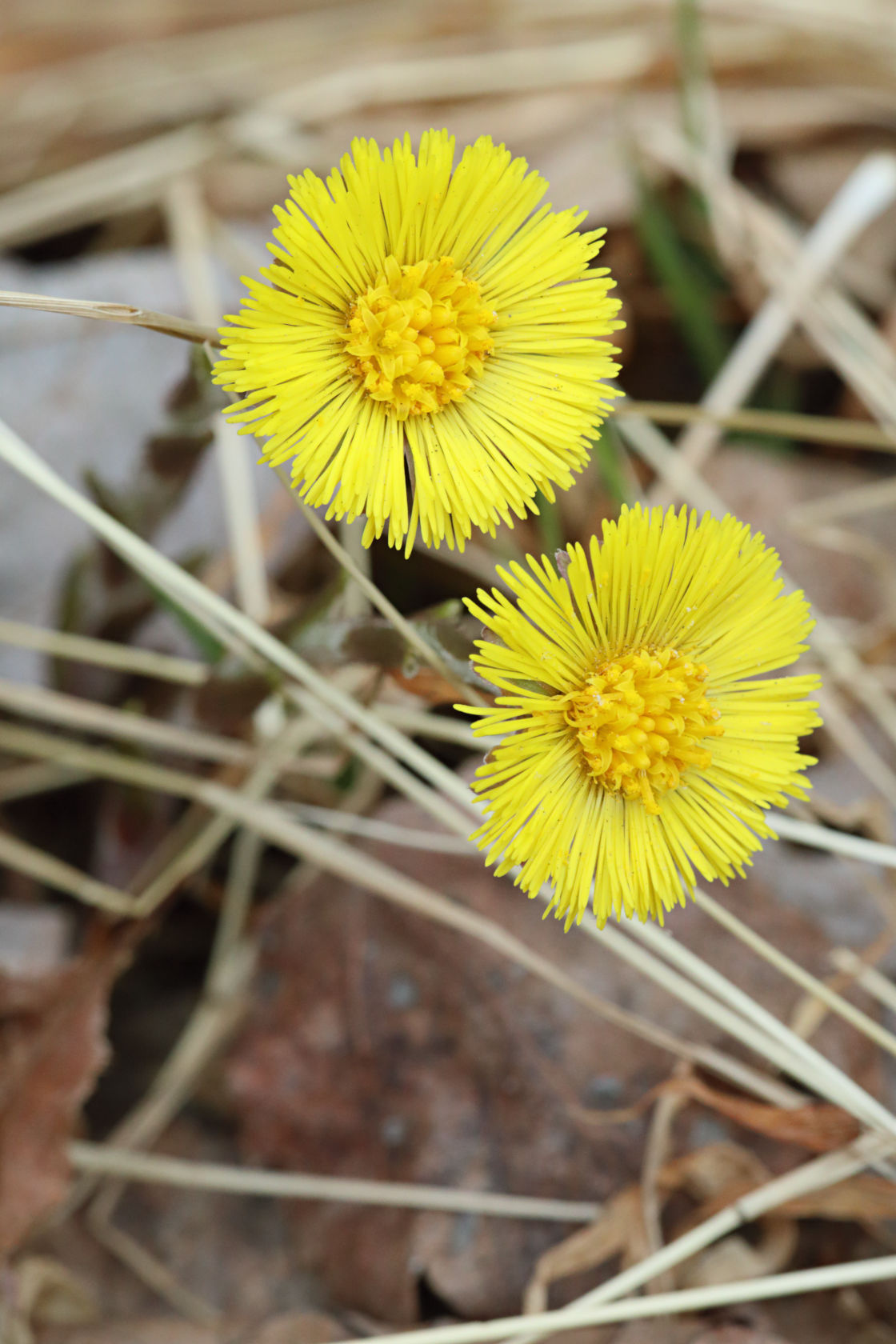 Coltsfoot