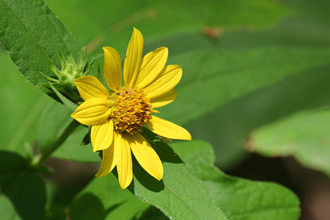 Woodland Sunflower