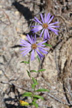 Low Showy Aster