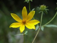 Northern Tickseed-Sunflower