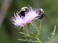 Bumblebees on Field Thistle
