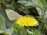 Cabbage White Butterfly on Common Dandelion