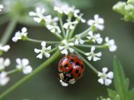 Ladybug on Poison Hemlock