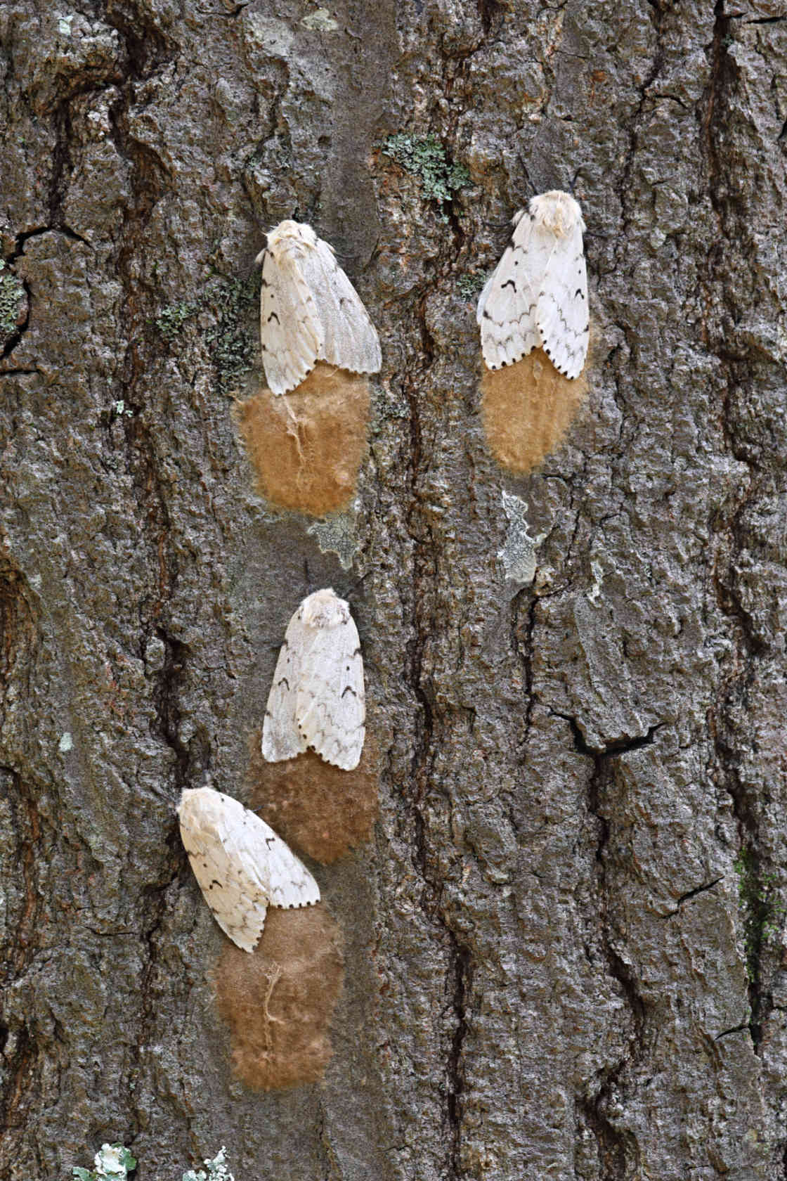 Spongy Moth