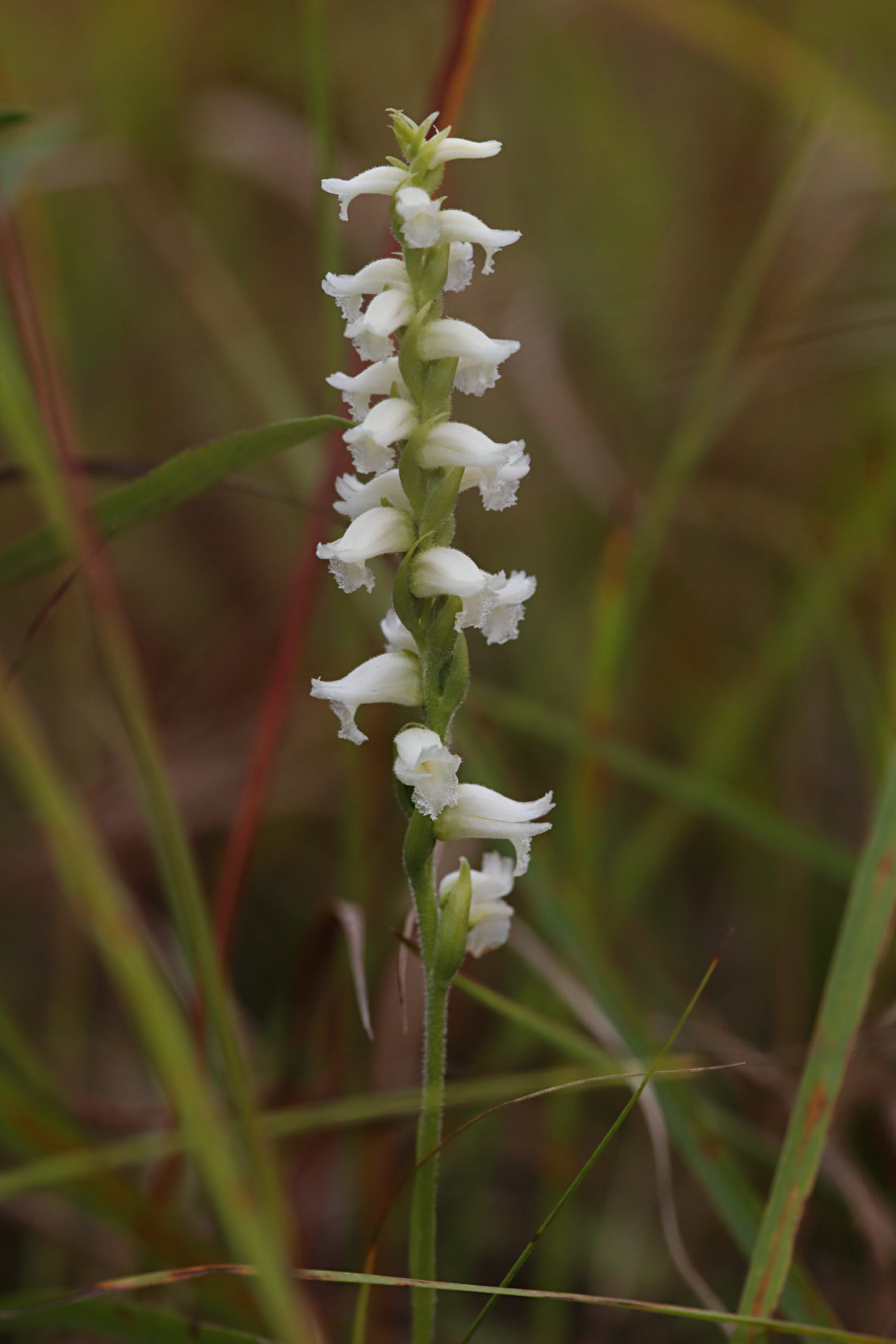 Yellow Ladies' Tresses