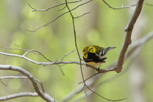 Black-Throated Green Warbler
