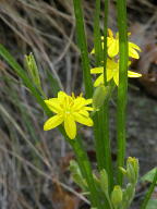 Yellow Stargrass
