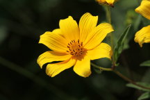 Midwestern Tickseed Sunflower