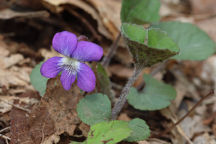 Viola villosa)