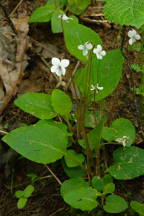 Viola primulifolia)