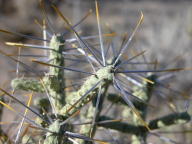 Pencil Cholla Cactus