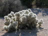 Silver Cholla Cactus