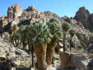 Desert Fan Palms