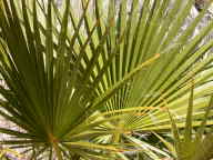 Desert Fan Palm