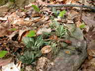 Downy Rattlesnake Plantain