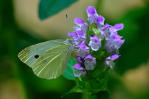 Cabbage White Butterfly on Selfheal