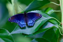 Red-Spotted Purple Butterfly
