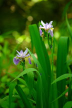 Northern Blue Iris