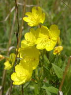 Midwestern Sundrops