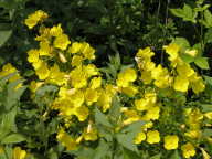 Midwestern Sundrops