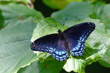 Red-Spotted Purple Butterfly