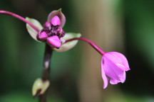Phillipine Ground Orchid