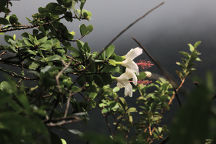 Hawaiian White Hibiscus