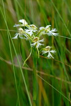 Eastern Prarie Fringed Orchid