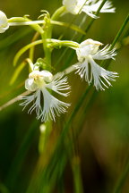 Eastern Prarie Fringed Orchid