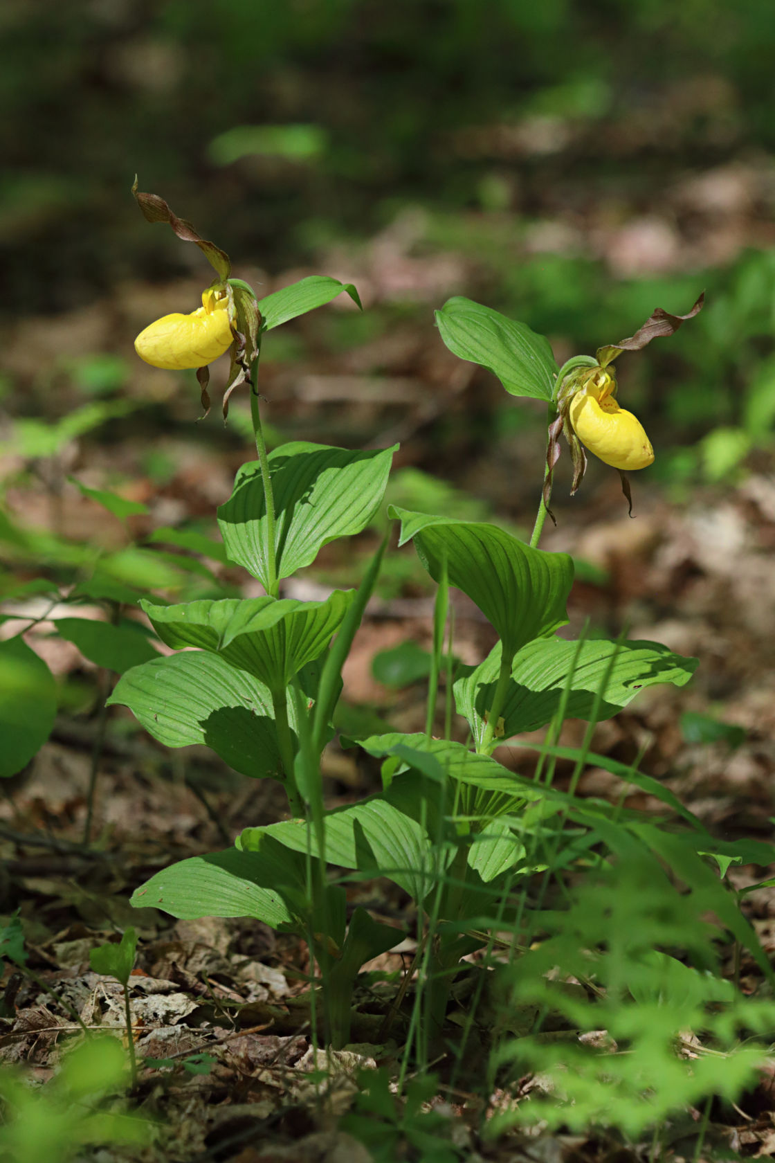 Large Yellow Lady's Slipper