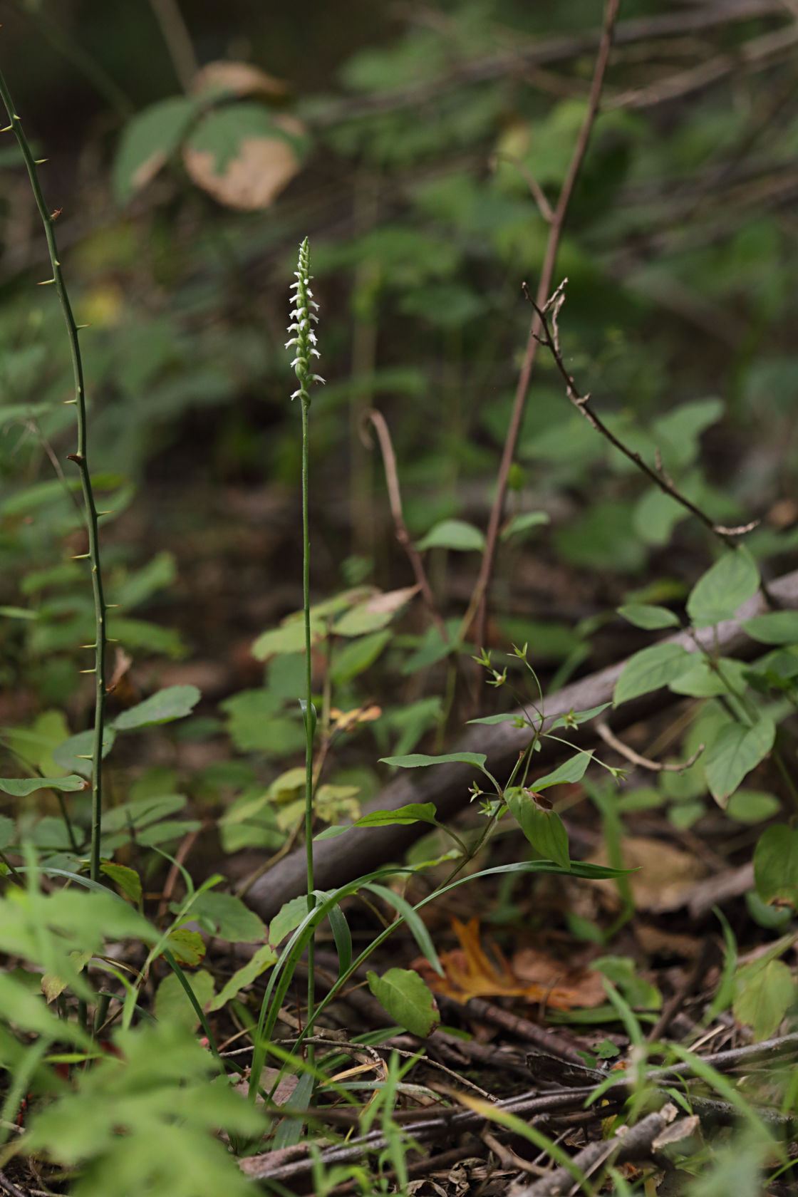 Northern Oval Ladies' Tresses