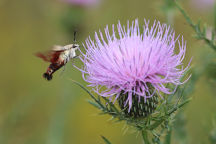 Hummingbird Clearwing Moth on Field Thistle