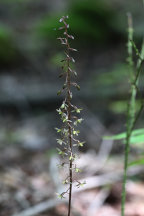 Cranefly Orchid