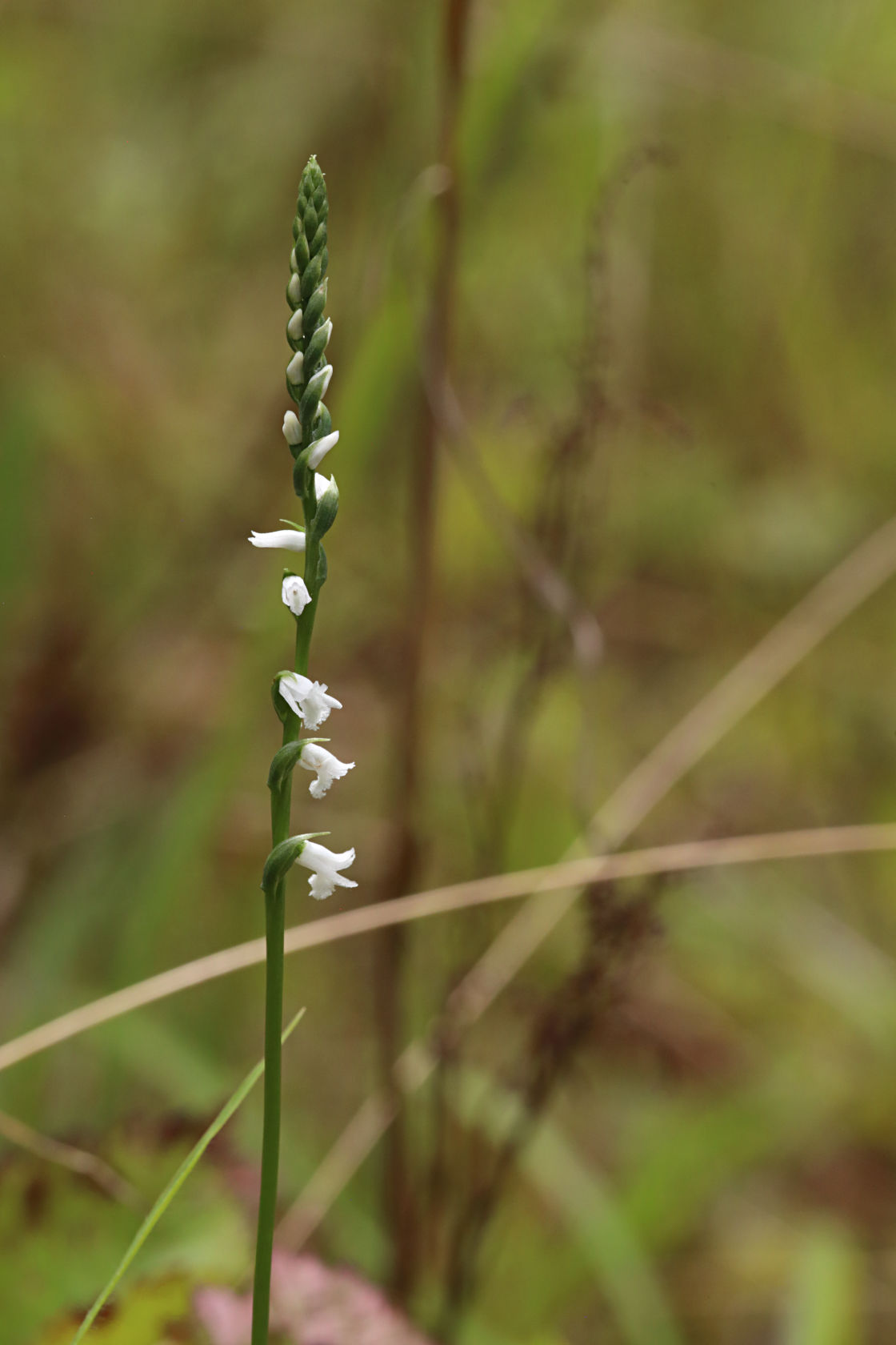 Little Ladies' Tresses