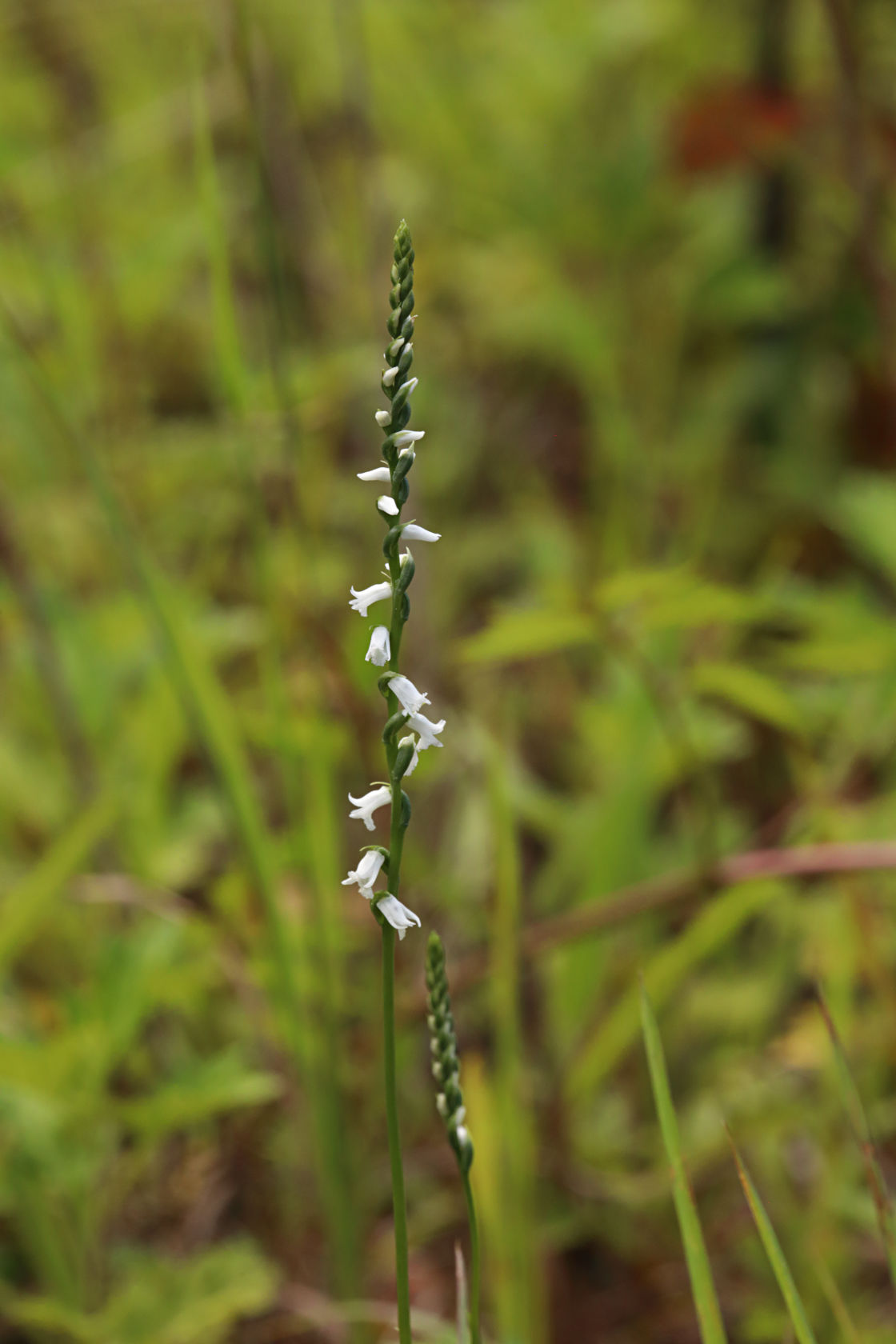 Little Ladies' Tresses