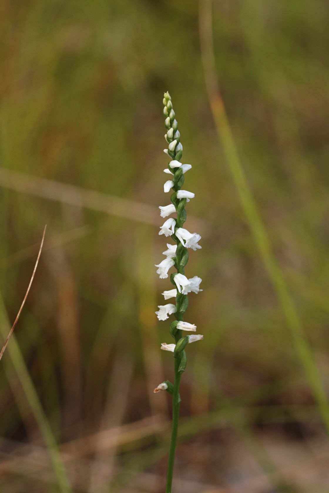 Little Ladies' Tresses